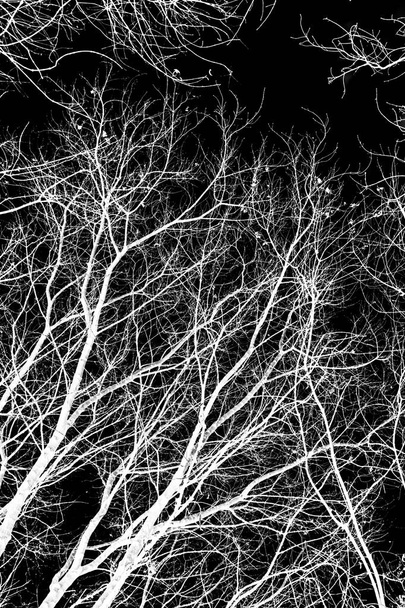 木の枝が黒の背景にシルエットを白します。 - 写真・画像