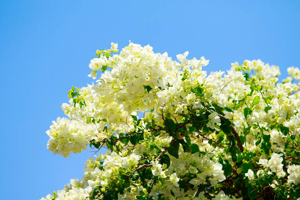 Бугенвіль яскраві квіти краєвид - Фото, зображення
