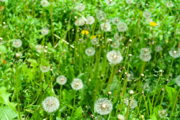 wiosnę krajobraz, żółte kwiaty mniszek w zielonej trawie - Zdjęcie, obraz