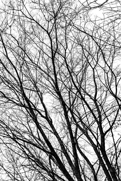Sylwetka gałęzi drzewa na białym tle - Zdjęcie, obraz