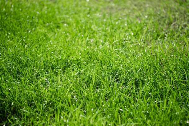 erba verde con un bokeh sfondo sfocato
 - Foto, immagini