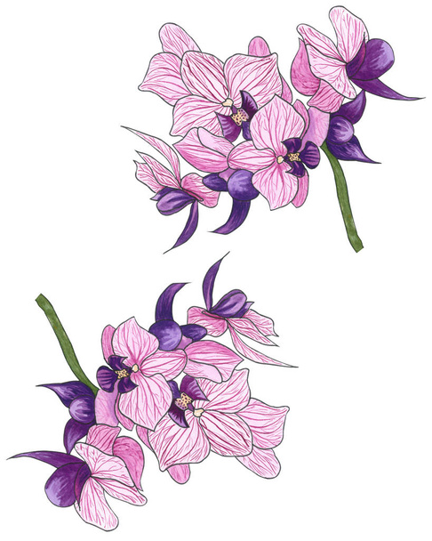 Akvarelu rukou nakreslené ilustrace exotické růžový květ orchideje. Kvetoucí orchidej Phalaenopsis. Blumming větvičku z malé fialové ochid. Krásná růžová orchidej izolované na bílém - Fotografie, Obrázek
