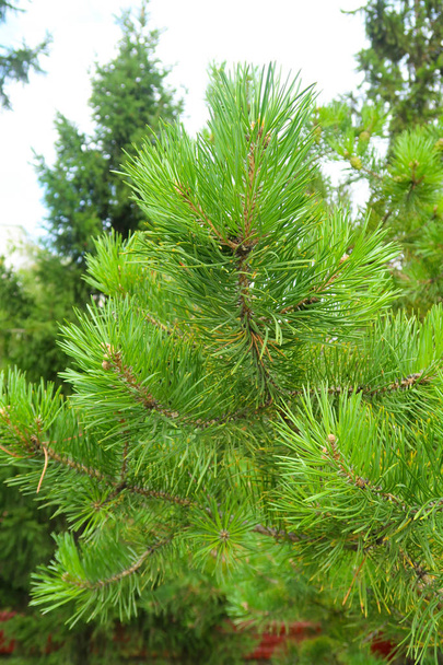 grote groene naalden van een boom-spar - Foto, afbeelding