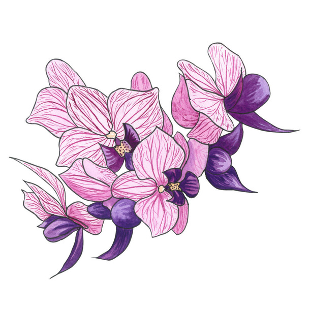 Watercolor hand drawn illustration exotic pink orchid flower. Phalaenopsis  orchid blooming. Blumming twig of small purple ochid. Beautiful pink orchid isolated on white - 写真・画像