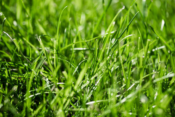 herbe verte avec un fond flou bokeh
 - Photo, image