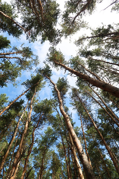 brzoza widokiem na las od dołu w niebo - Zdjęcie, obraz
