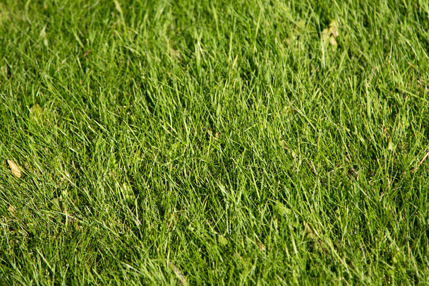 zöld fű bokeh homályos háttérrel - Fotó, kép