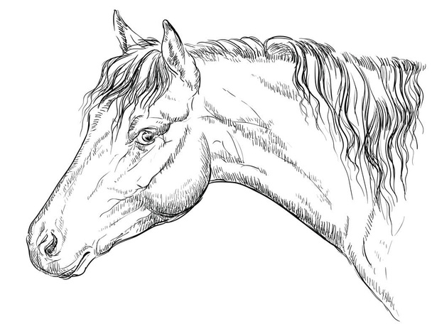 Πορτρέτο της Ουαλίας πόνι. Κεφάλι αλόγου στο προφίλ μονόχρωμη χρώμα που απομονώνονται σε λευκό φόντο. Διάνυσμα χέρι σχέδιο εικονογράφηση - Διάνυσμα, εικόνα