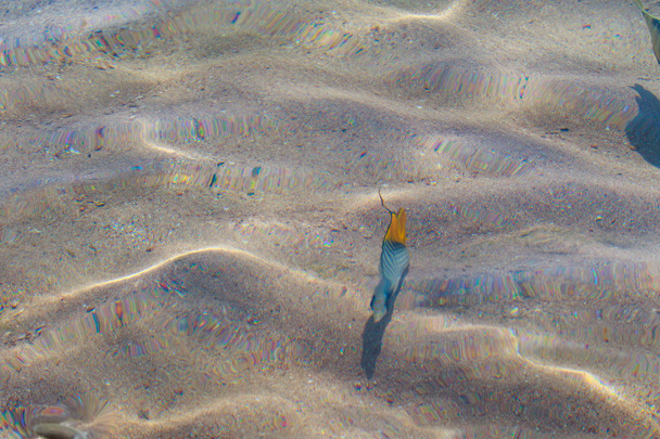 rif vissen bovenaanzicht, intreepupil door water - Foto, afbeelding