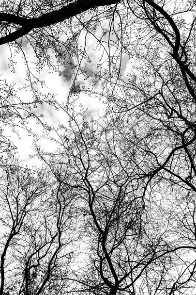 Puu oksat siluetti valkoisella pohjalla - Valokuva, kuva