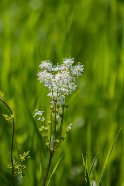 Fluitenkruid op groen gras - Foto, afbeelding