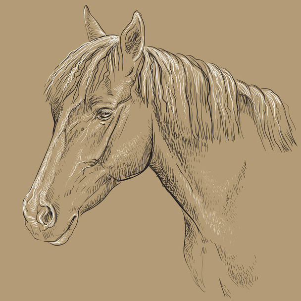 Portret konia. Głowa konia z długa grzywa w profilu w kolorach czarno-białe na białym tle na beżowym tle. Ręka wektor, ilustracja - Wektor, obraz