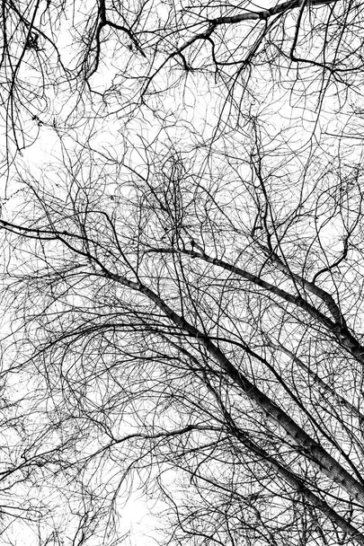 tree branches silhouette on white background - Photo, Image
