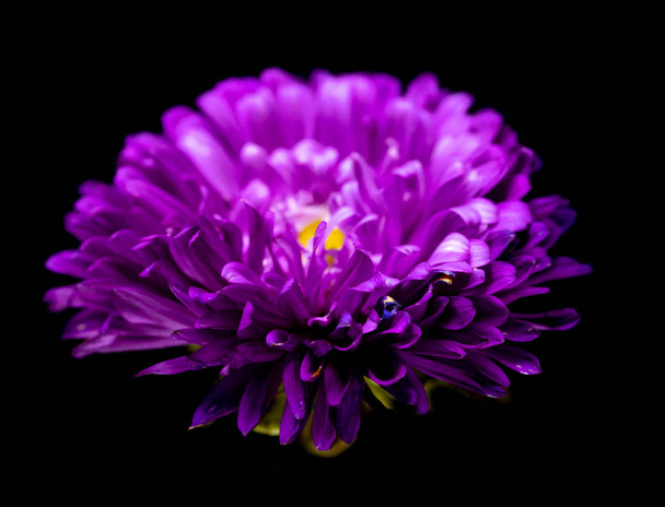 aster flowers isolated on a black background - Foto, afbeelding