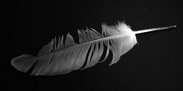 one bird feather isolated - Photo, Image
