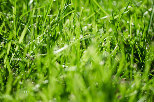 hierba verde con un fondo borroso bokeh
 - Foto, Imagen