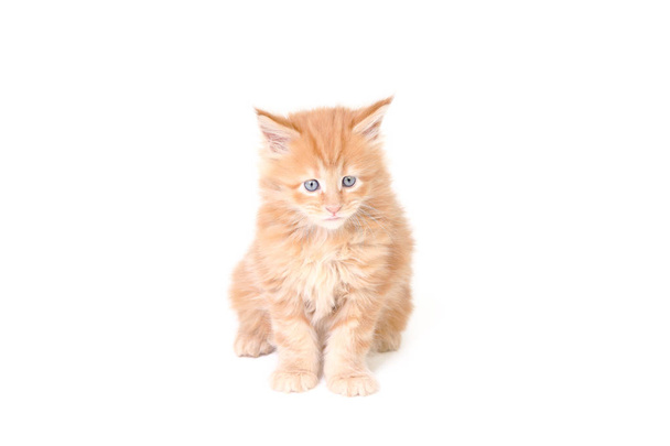 Pequeño gatito de maine coon Estudio foto de un gatito
 - Foto, imagen