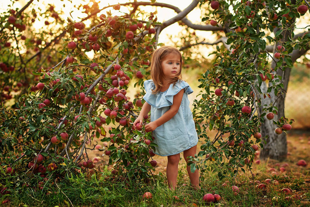Dziewczyna w Apple Orchard. Piękna dziewczyna je organiczne jabłko w sadzie. Koncepcja zbiorów. Ogród, Maluch jedzący owoce podczas jesiennych zbiorów. Dziecko zbierające jabłka na farmie jesienią. Zdrowe odżywianie - Zdjęcie, obraz