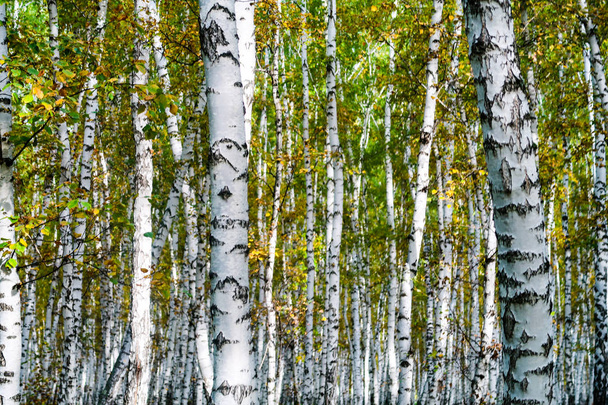 желтый березовый лес, поздняя осень
 - Фото, изображение