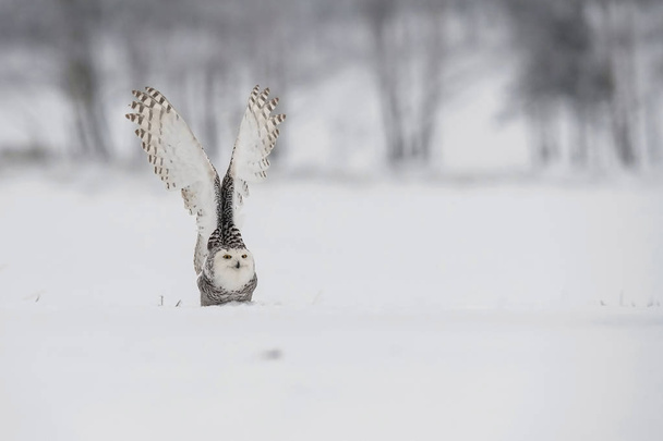 The Snowy Owl or Bubo scandiacus is preparing to fly close to winter forest Snow is everywhere around - Photo, Image