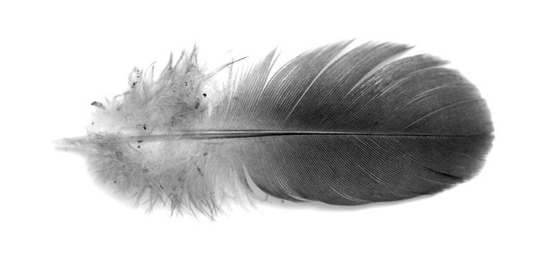 Egy madár tolla elszigetelt - Fotó, kép