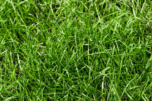 herbe verte avec un fond flou bokeh
 - Photo, image