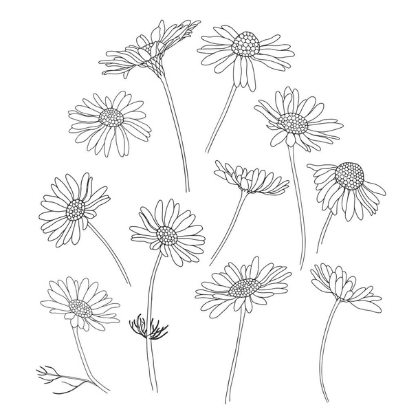 Daisy flowers.Sketch.Hand drawn outline vector illustration - Vetor, Imagem