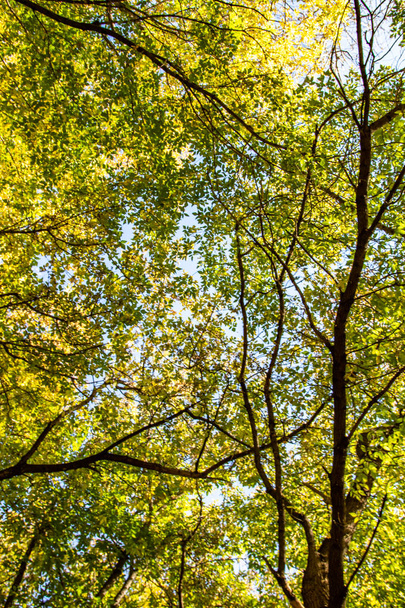 ツリー ビューの下から葉空、秋の風景に - 写真・画像