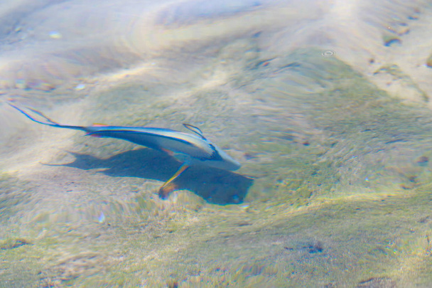 reef fish top view, defocused by water - Photo, Image