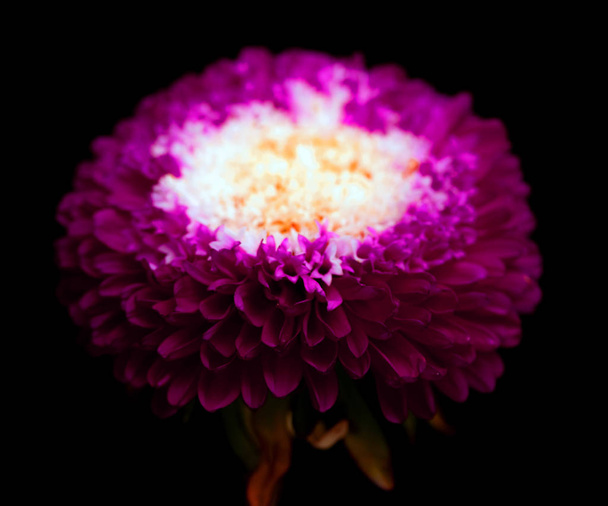 aster flowers isolated on a black background - Foto, imagen