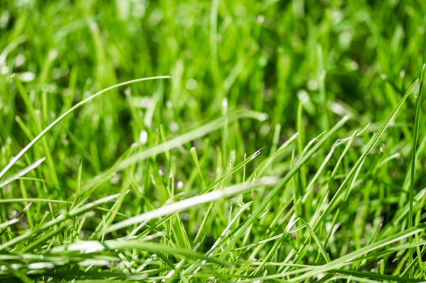 зелена трава з розмитим фоном боке
 - Фото, зображення