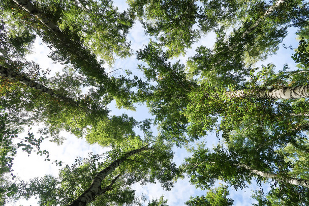 birch forest view from below into the sky - Φωτογραφία, εικόνα
