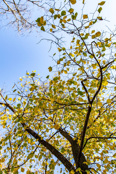 leaves of trees view from below into the sky, autumn landscape - 写真・画像