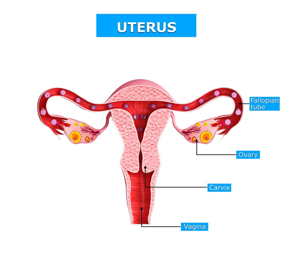 ilustração de arte 3d de anatomia do útero
 - Foto, Imagem
