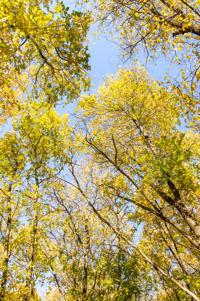 leaves of trees view from below into the sky, autumn landscape - Фото, зображення