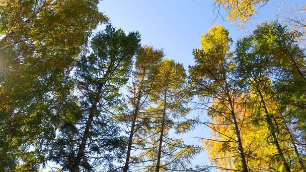 φύλλα δέντρα θέα από κάτω στον ουρανό, φθινοπωρινό τοπίο - Φωτογραφία, εικόνα