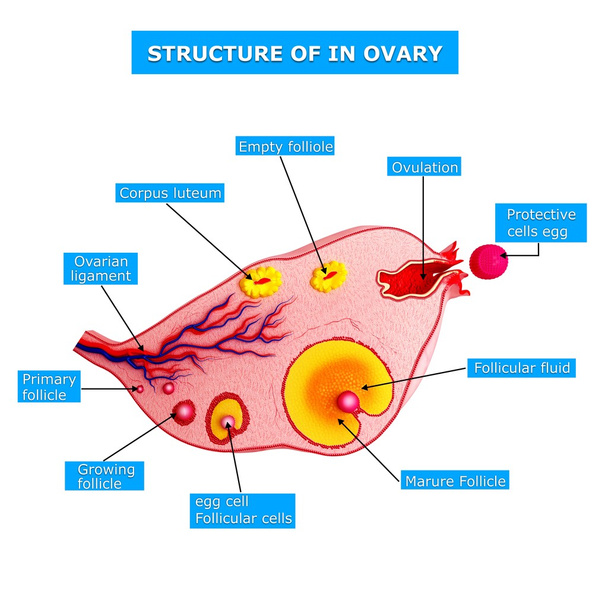 名前による卵巣周期の解剖 - 写真・画像