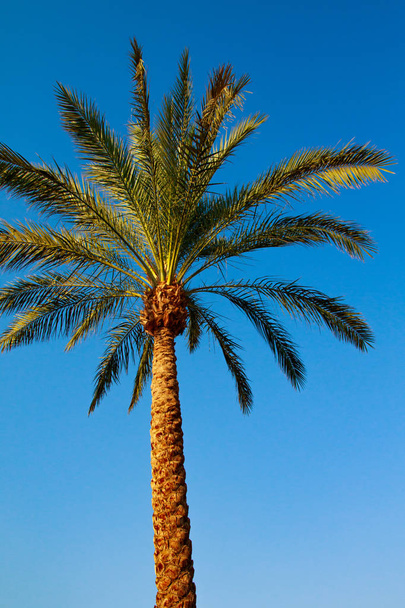Palmboom laat op de hemelachtergrond - Foto, afbeelding