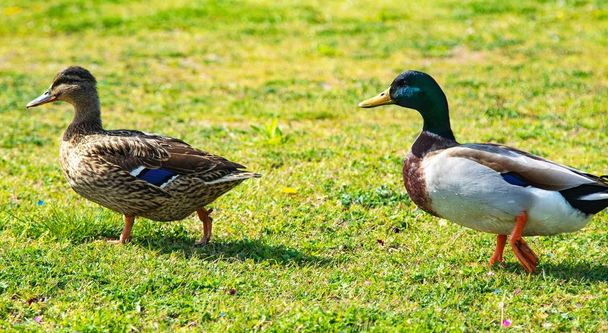 yeşil çayır üzerinde yaban ördekleri - Fotoğraf, Görsel