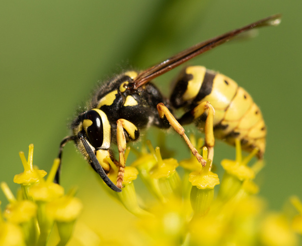 keltainen ampiainen keltaisella kukalla
 - Valokuva, kuva