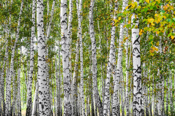 Yellow σημύδα δάσος, τέλη φθινοπώρου τοπίο της φύσης - Φωτογραφία, εικόνα