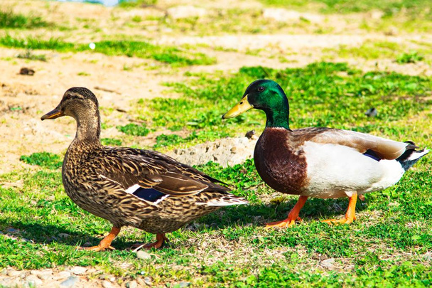 wild ducks on a green meadow - Zdjęcie, obraz