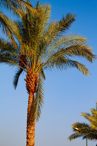 Palm tree leaves on the sky background - Фото, изображение