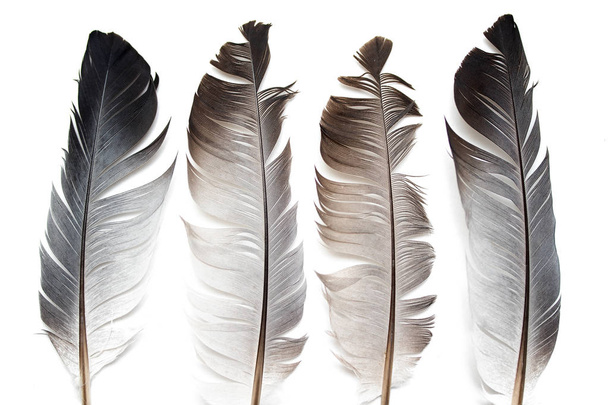 Pluma de paloma gris sobre fondo blanco
 - Foto, Imagen