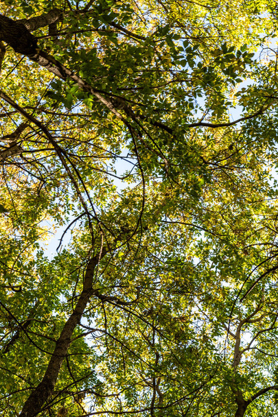 puiden lehdet näkymä alhaalta taivaalle, syksyn maisema
 - Valokuva, kuva
