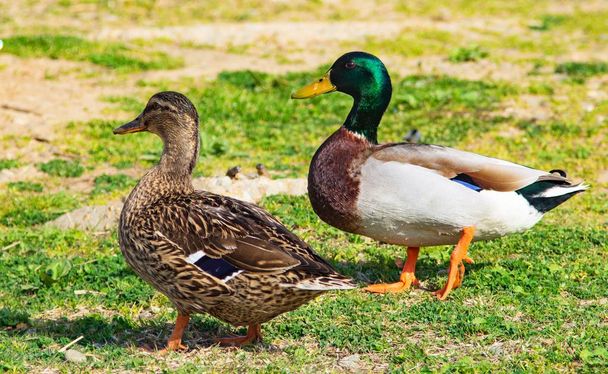 wild ducks on a green meadow - Zdjęcie, obraz