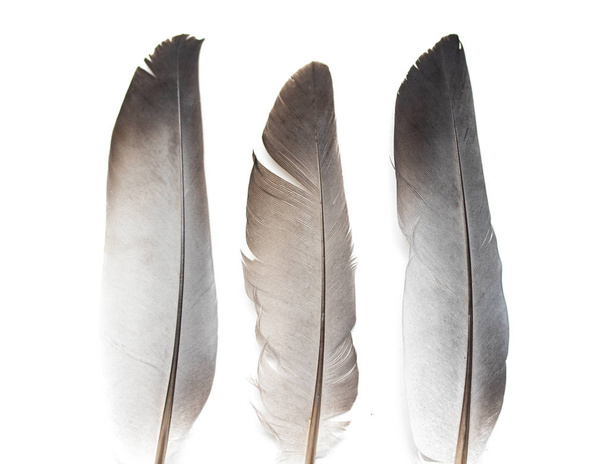 白地に灰色のハトの羽根 - 写真・画像