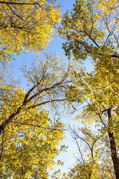 ツリー ビューの下から葉空、秋の風景に - 写真・画像