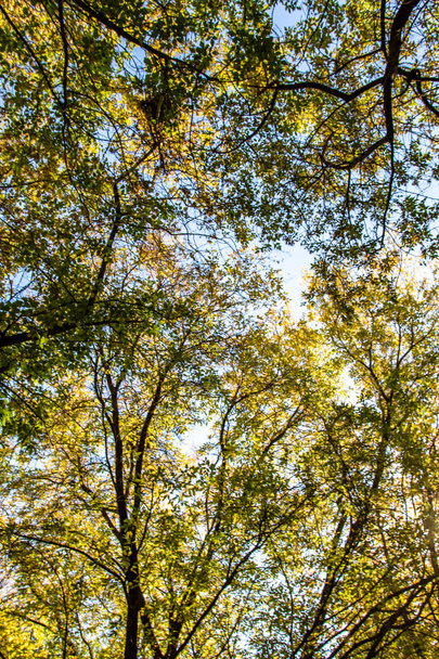 leaves of trees view from below into the sky, autumn landscape - Фото, изображение