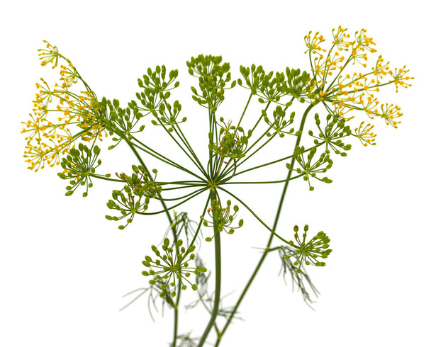 fresh dill flowers on white background - Foto, afbeelding
